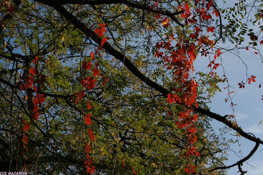 FEUILLES