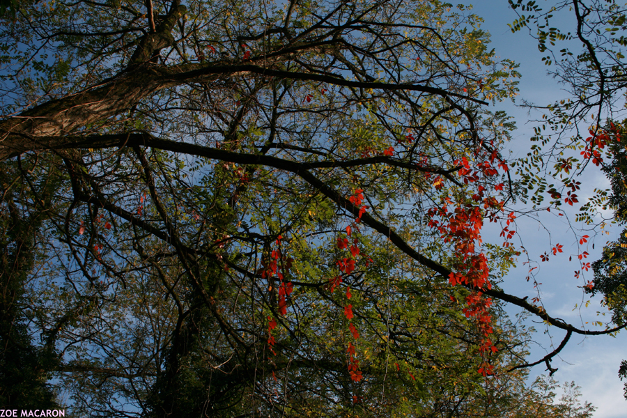 ARBRE