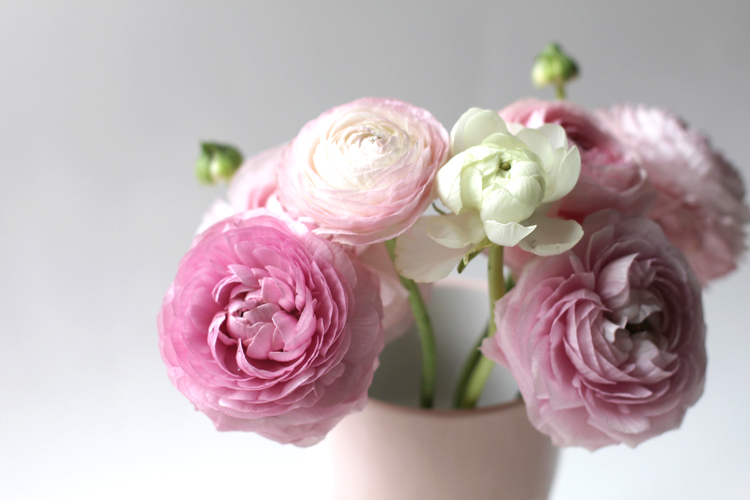 FLEURS_ROSES_RENONCULES_2