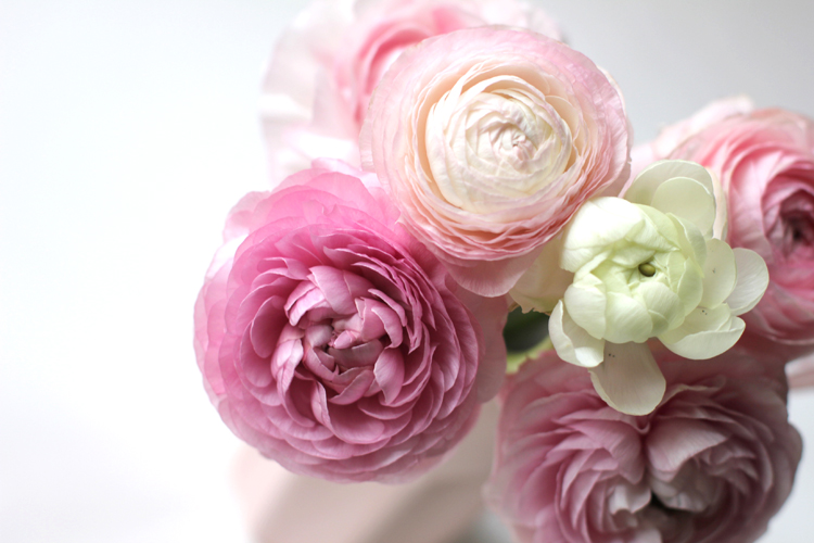 FLEURS_ROSES_RENONCULES_3