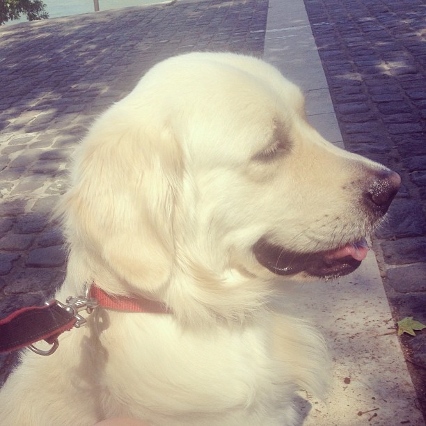 GASPARD GOLDEN RETRIVER ZOE MACARON