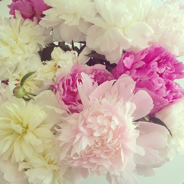 PIVOINES