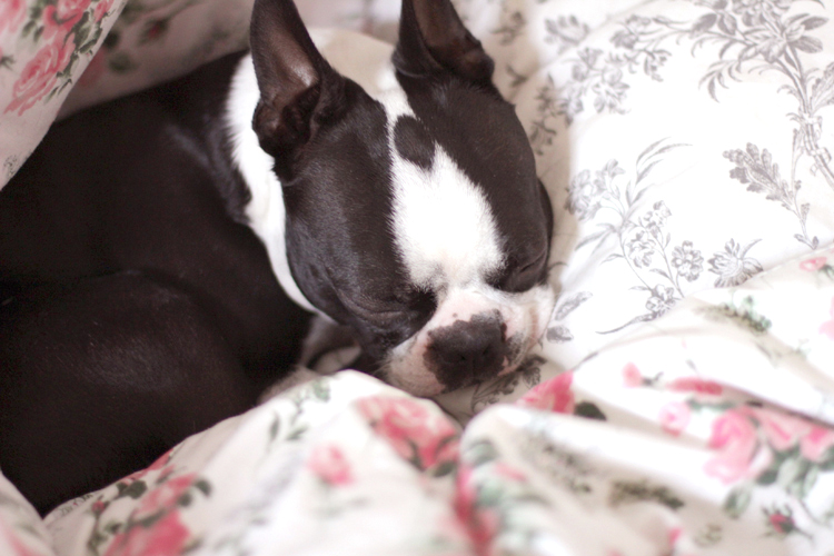 GEORGE_BOSTON_TERRIER_1