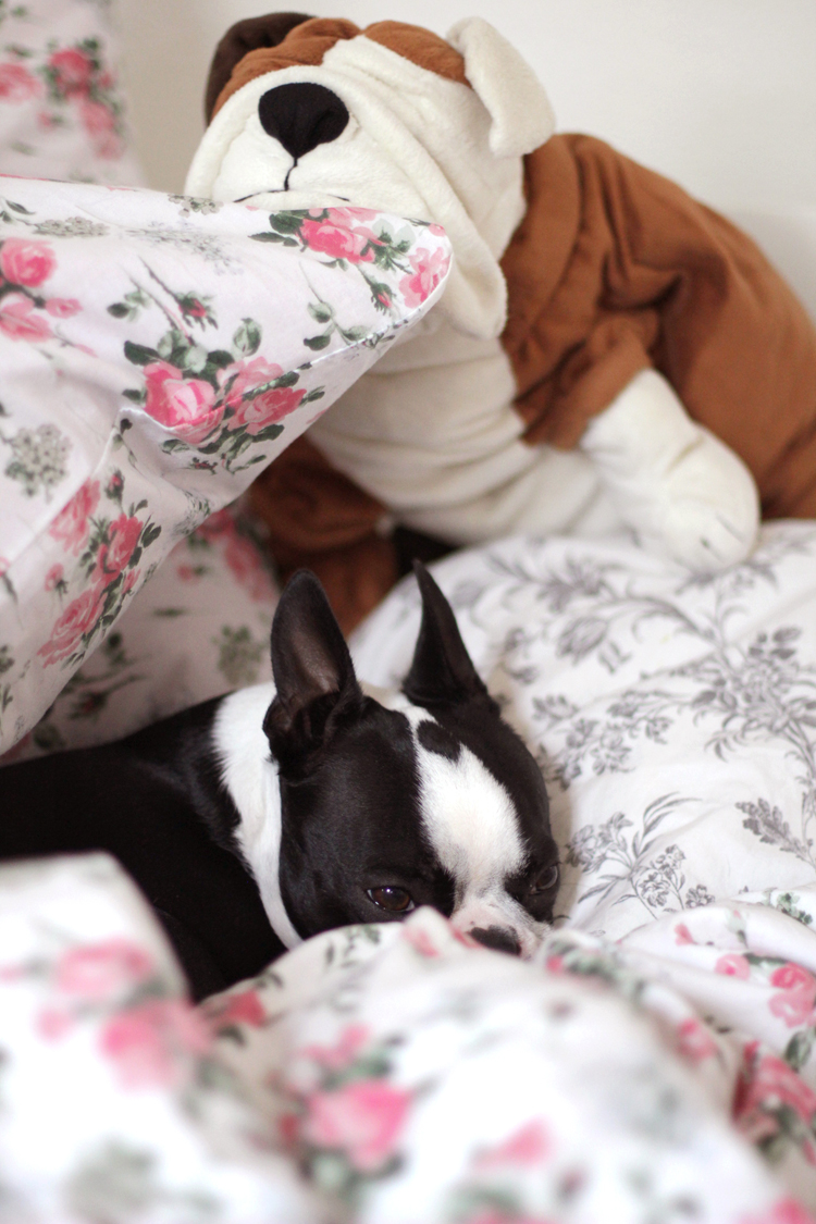 GEORGE_BOSTON_TERRIER_2