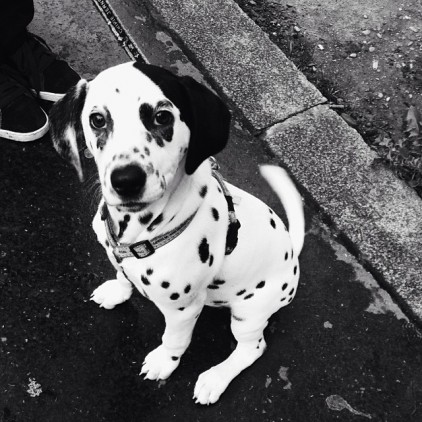 DALMATIEN_COEUR