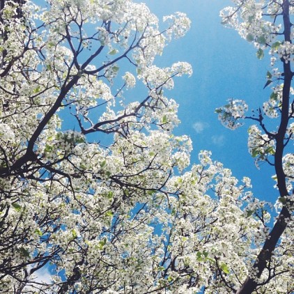 PRINTEMPS_FLEURS