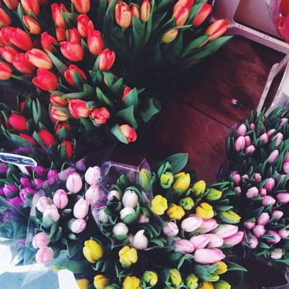 TULIPES