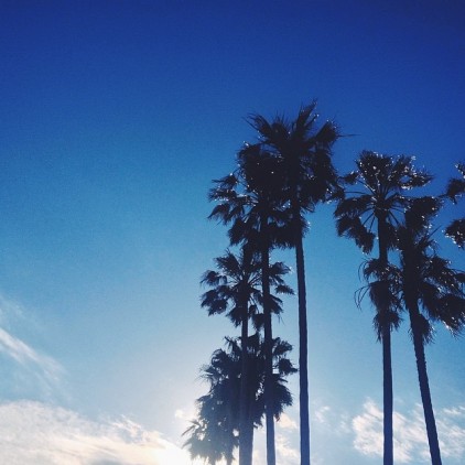 CANNES_PALMIERS