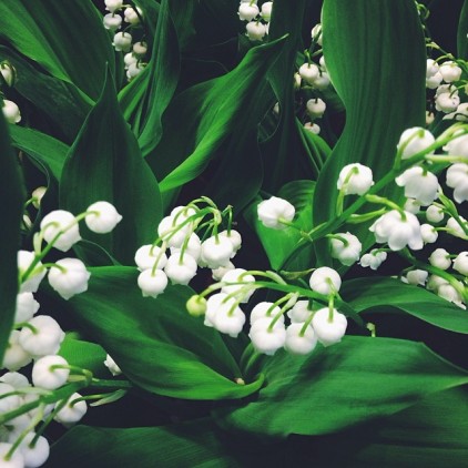 MUGUET_A_1_ER_MAI