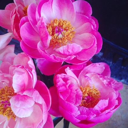 PIVOINES_ZOE_MACARON