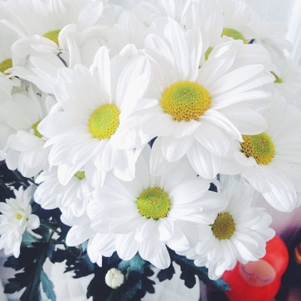 REINE_MARGUERITE_FLEURS