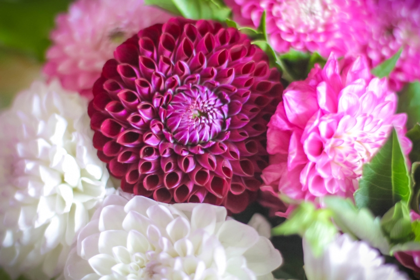 GIVENCHY_DAHLIA_DIVIN_3